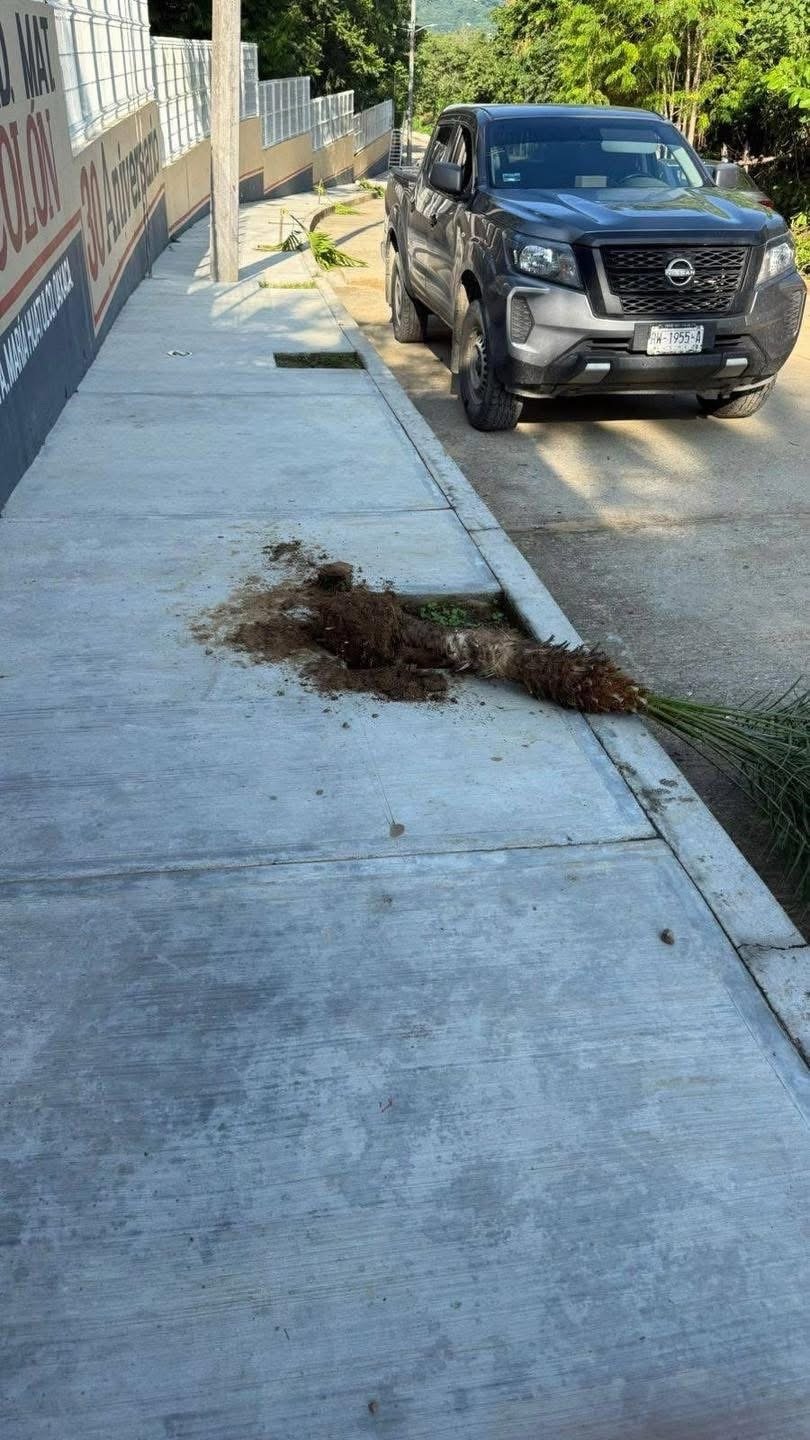 VANDALIZAN PALMERAS EN PASO ANCHO ; HUATULCO