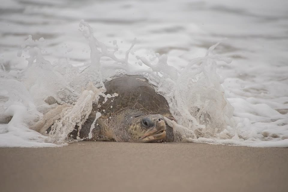 🌊 SECTUR OAXACA INVITA A VIVIR CON RESPONSABILIDAD LA TEMPORADA DE ARRIBADA DE TORTUGAS MARINAS 2026-2027